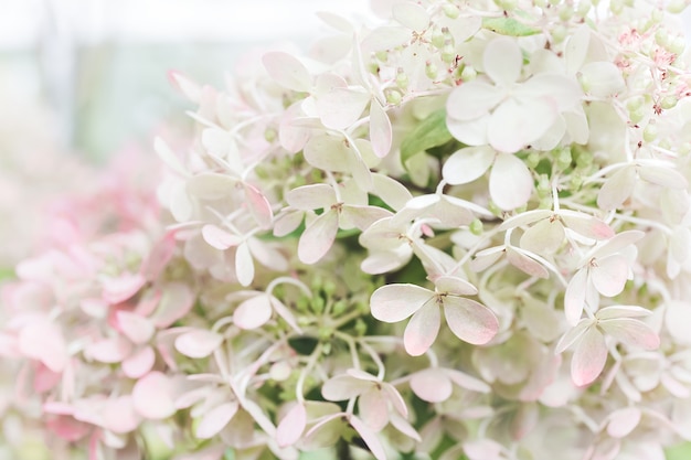 白いアジサイの花のパステル自然な背景 白 ピンク ミントの色 クローズアップアジサイの花びらと花 花のオルテンシアの背景 プレミアム写真