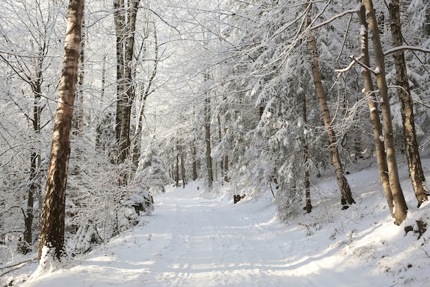 Premium Photo | Path through the forest on a sunny winter morning