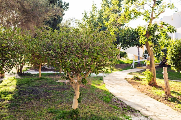 Premium Photo Pathway In Garden Green Lawns With Bricks Pathways