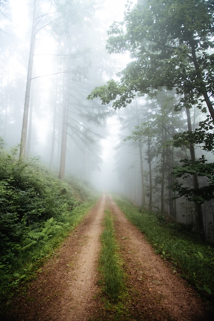 Premium Photo | Pathway in a magical green foggy forest