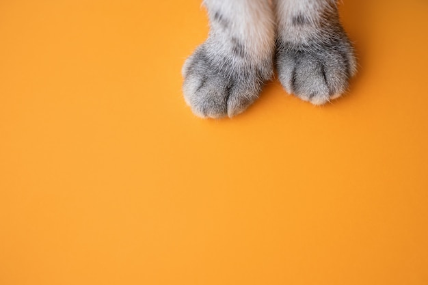 Premium Photo Paws Of A Gray Cat On An Orange Background