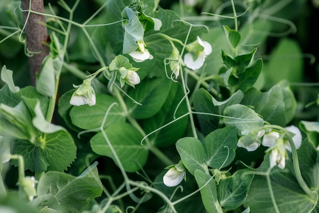 Premium Photo | Pea plant blooming in garden