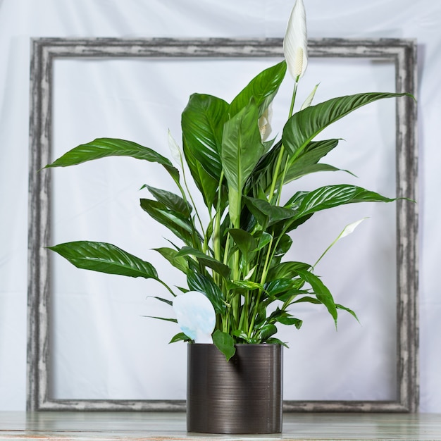 Premium Photo Peace Lily Spathiphyllum Women S Happiness In The Black Pot Frame Space