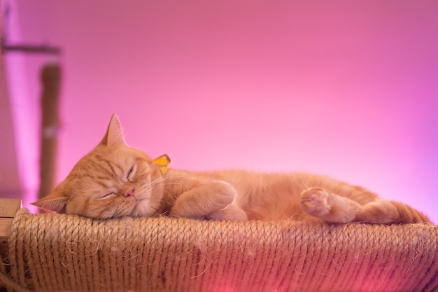 red tabby cat at night