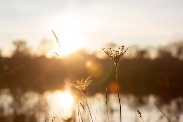 Free Photo | Peaceful view of morning light