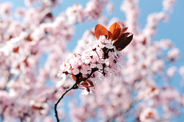 peach blossom spring novel