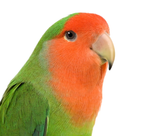 Premium Photo Peach Faced Lovebirdin Agapornis Roseicollis Or Lilian S Lovebird Agapornis