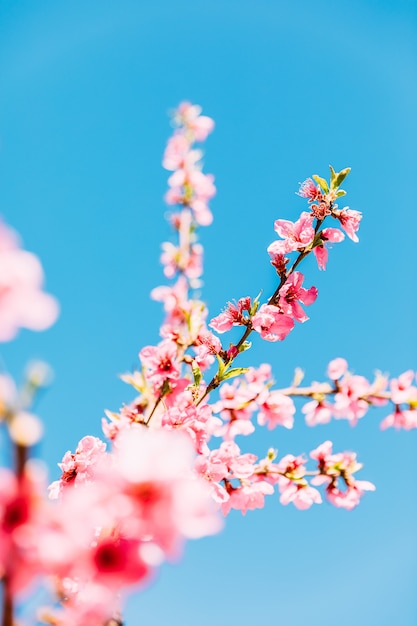 Premium Photo | Peach trees in bloom