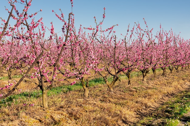 Premium Photo | Peach trees in blossom in spring