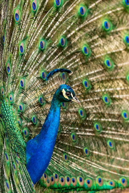 Premium Photo | Peacock displaying its colorful feathers.