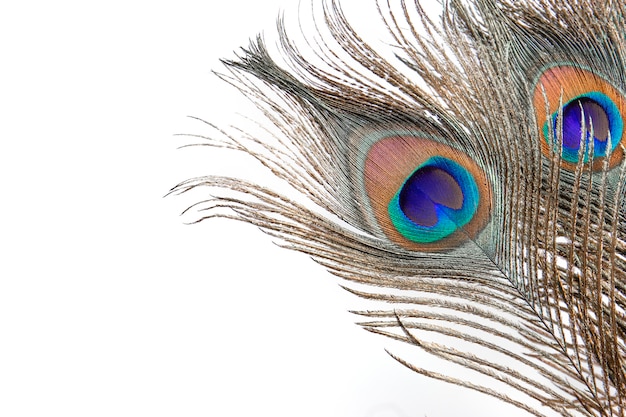 Premium Photo | Peacock eye