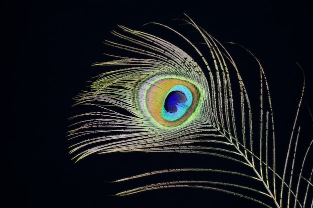 クジャクの羽 孔雀 無料の写真