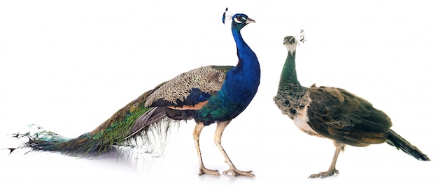 Peacock in studio Premium Photo