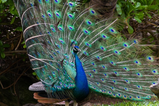 Premium Photo | Peacock in tropical climate.