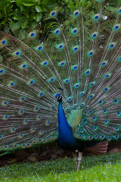 Premium Photo | Peacock in tropical climate.