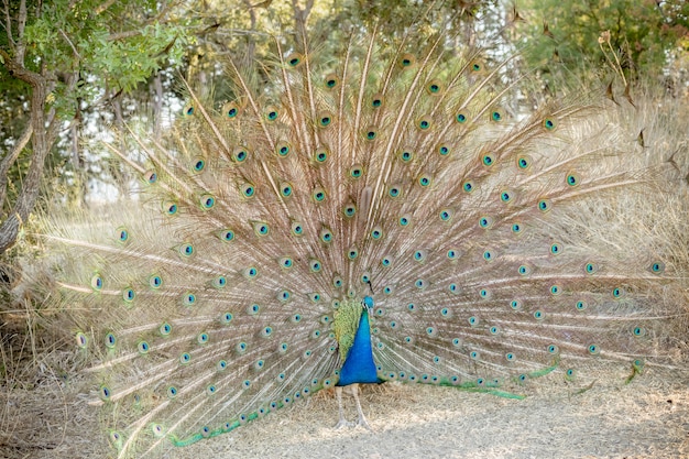 Premium Photo Peacock Trying To Impress 7632