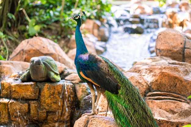 Peacock walks near the waterfall. beautiful graceful bird. bird watching. | Premium Photo