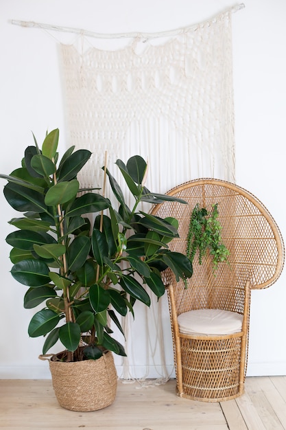 Peacock wicker rattan chair in living room with bohemian decorations and a large ficus in a straw po