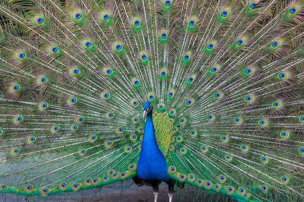 色とりどりの羽を持つ孔雀 無料の写真