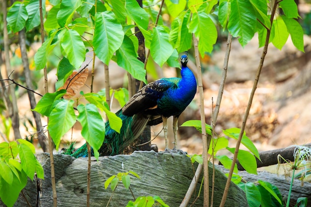 Premium Photo Peacockpeacock Or Common Peafowl In Kanha National Park In India 5606