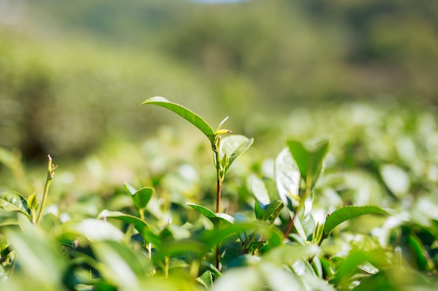 Premium Photo | Peak green tea.