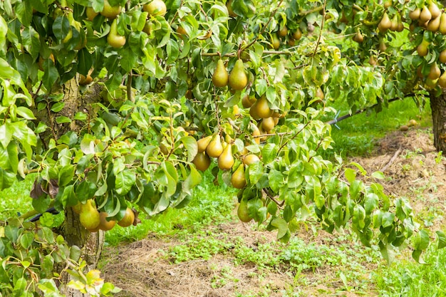 Premium Photo | Pear trees laden with fruit in an orchard in the sun