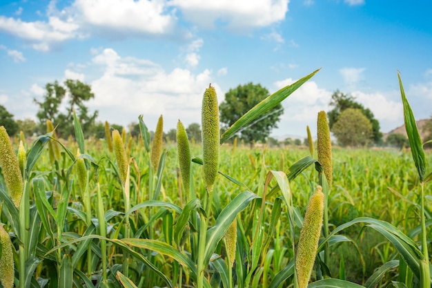 Premium Photo Pearl Millet Field In Rajasthan India