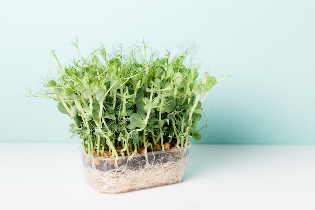 Premium Photo | Peas Microgreens With Seeds And Roots. Sprouting Micro ...