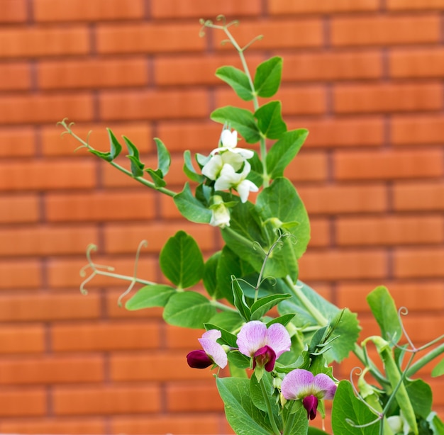 レンガの壁を背景に花とエンドウ豆の植物 庭で育つエンドウ豆 エンドウ プレミアム写真