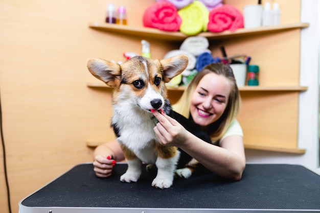 Premium Photo | Pembroke welsh corgi at grooming salon.