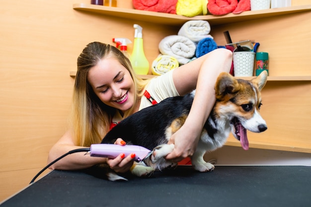 Premium Photo | Pembroke welsh corgi at grooming salon.