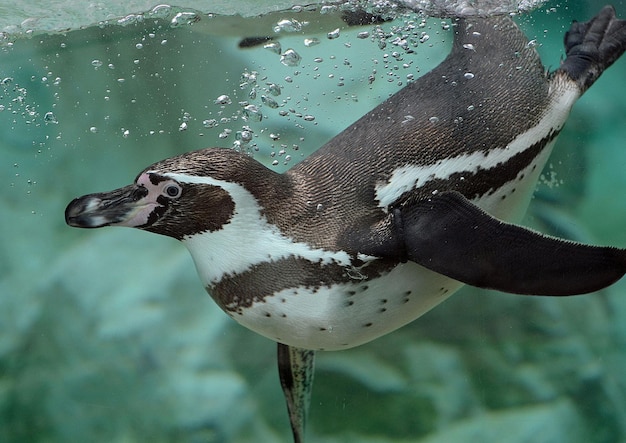 Premium Photo | The penguin swims underwater