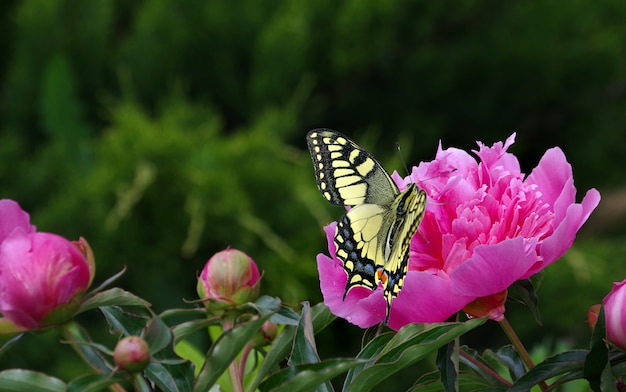 庭に咲く牡丹 ピンクの牡丹の花に明るいカラフルなアゲハチョウ 花を蝶します プレミアム写真