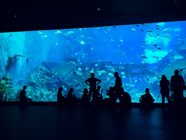 Premium Photo | People observing fish at the aquarium