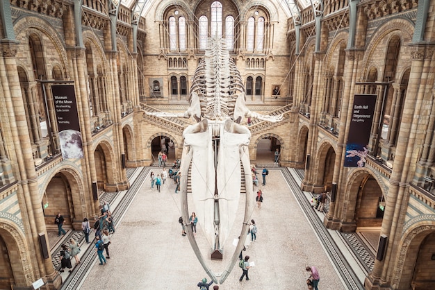 人々はロンドンの自然史博物館を訪れます プレミアム写真