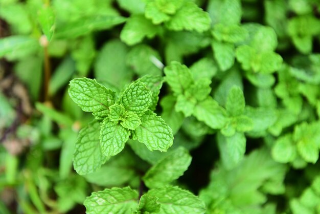 Premium Photo | Peppermint leaf on plant