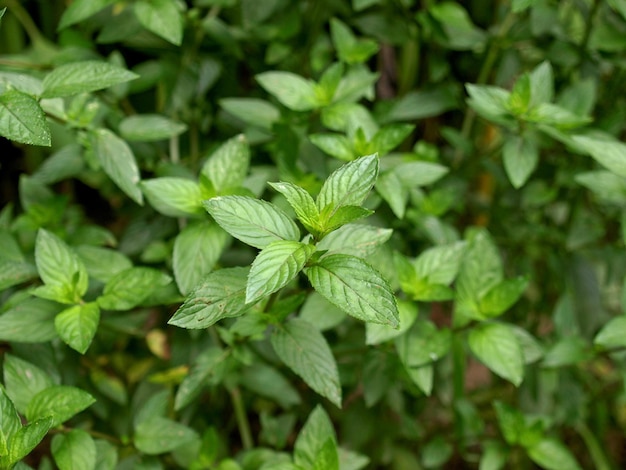 Premium Photo | Peppermint plant (mentha piperita)