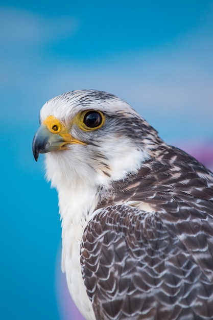 Premium Photo | Peregrine falcon bird of prey