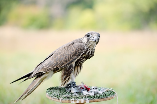 Premium Photo | Peregrine falcon eating a pigeon. young handsome hawk ...