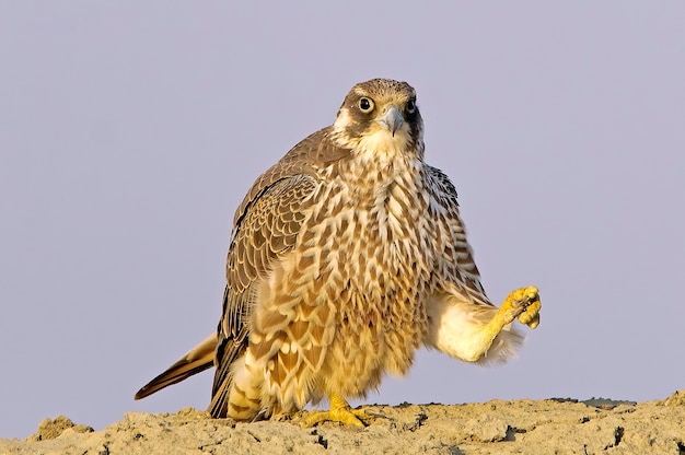 Download Free Peregrine Falcon Juvenile Premium Photo Use our free logo maker to create a logo and build your brand. Put your logo on business cards, promotional products, or your website for brand visibility.