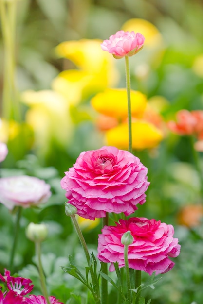 persian buttercup ranunculus persian buttercup ranunculus