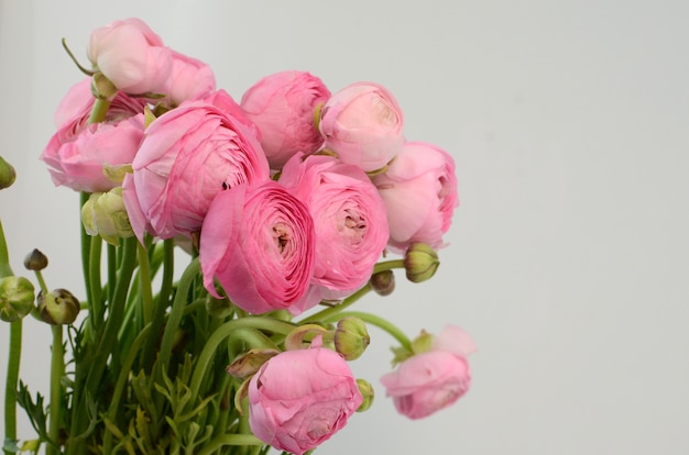 persian buttercup persian buttercup