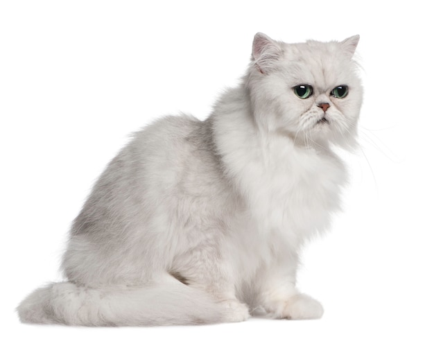 Premium Photo | Persian cat, sitting in front of white background