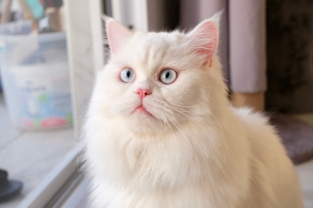ペルシャ人形の顔チンチラ白猫青い目をしたふわふわのかわいいペットの動物 プレミアム写真