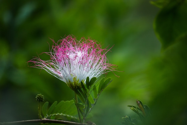 Premium Photo Persian Silk Flower