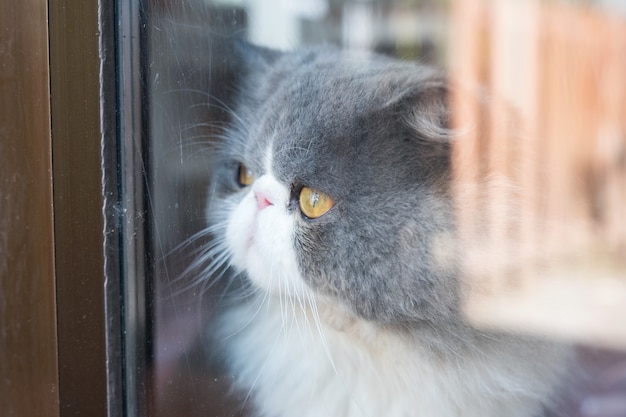 Persian White Gray Cat Fluffy Long Hair With Looking Through Glass