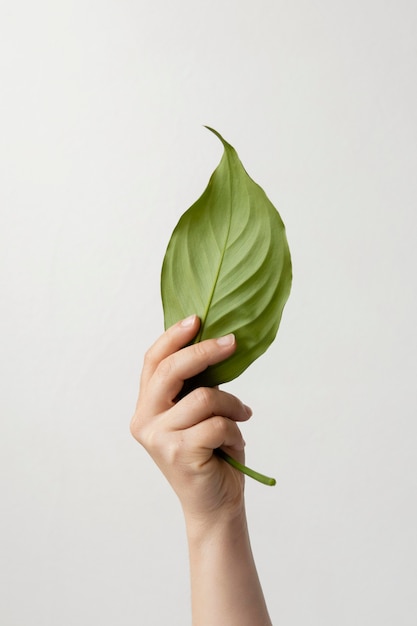 Free Photo | Person holding a green leaf