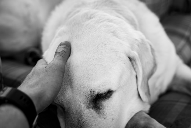 hand petting dog shirt