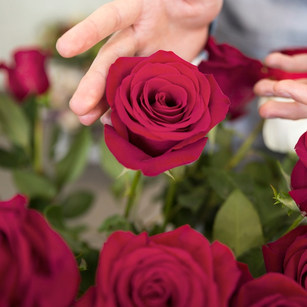 Free Photo A Person S Hand Touching The Beautiful Rose Flower