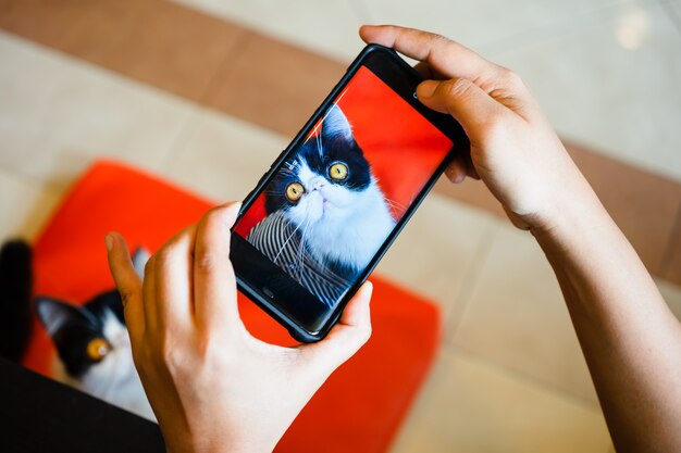 Premium Photo | A person take photographing of a cat with smartphone